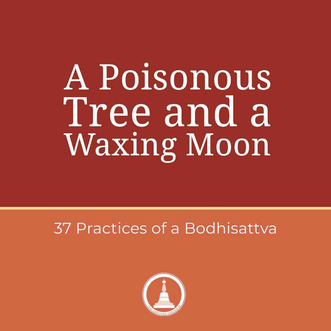 Featured image for “A Poisonous Tree and a Waxing Moon – 37 Practices – Session 5”