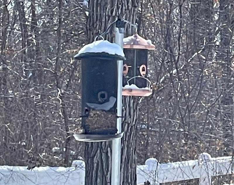Bird feeder